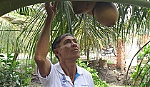 Ông Nguyễn Văn Út làm giàu nhờ vườn dừa xiêm đỏ