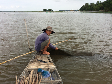 Mỗi ngày, ông Nguyễn Văn Tám, xã Vĩnh Hội Đông, huyện An Phú, tỉnh An Giang thu hoạch được vài kg cá linh từ đặt dớn.