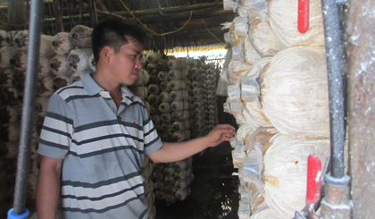 Nguyễn Khoa Nam, xã Tân Thuận Bình, huyện Chợ Gạo hòa nhập cộng đồng với công việc trồng nấm.