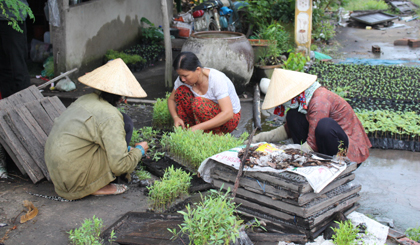 Nghề ươm cây giống giúp người dân ở xã Phước Lập có cuộc sống ổn định.