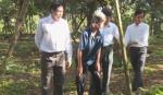 Provincial leaders surveys the area planted fruit-tree