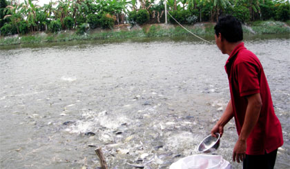 Nông dân lo lắng do giá cá tra chững lại sau hơn 1 tháng tăng giá (Ảnh chụp ở xã Phú Phong, huyện Châu Thành).