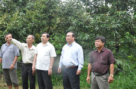 Đoàn kiểm tra, giám sát Hội đồng Thi đua Khen thưởng Trung ương  cùng lãnh đạo tỉnh đi kiểm tra thực tế một hộ dân trồng cây sầu riêng tại ấp Phú Hiệp, xã Long Khánh (TX. Cai Lậy).