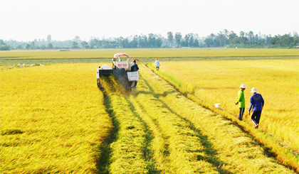 Thu hoạch lúa đông xuân 2015 - 2016 ở huyện Cai Lậy và nông dân nâng niu hạt lúa mà họ làm ra nhưng chưa thể làm giàu từ nó.