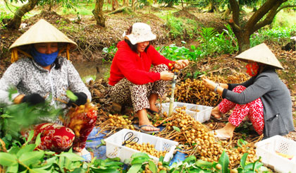 Cảnh được mùa - mất giá luôn diễn ra đối với người trồng cây ăn trái. Ảnh Thu hoạch nhãn ở xã Tân Phong, huyện Cai Lậy.