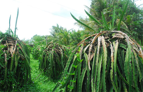 Bệnh xì mủ trên cây sầu riêng ở huyện Cai Lậy một phần do người dân khai thác quá mức.