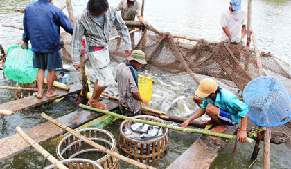 Người nuôi cá tra gặp rất nhiều khó khăn do giá cả xuống thấp.