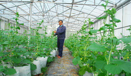 Nền nông nghiệp công nghệ cao đang được tỉnh chú trọng trong cuộc “cách mạng” nông nghiệp lần này.