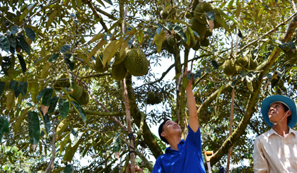 Trong giai đoạn nuôi trái, cây sầu riêng cần được chăm sóc dinh dưỡng hợp lý để trái có phẩm chất tốt và tránh rụng trái.