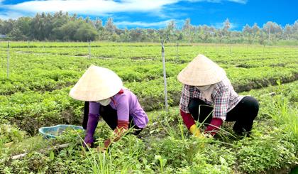 Châu Thành là một trong những địa phương có diện tích cây rau màu lớn nhất trong tỉnh. Thu nhập từ cây rau giúp  một bộ phận lớn nông dân trong huyện có cuộc sống ổn định.