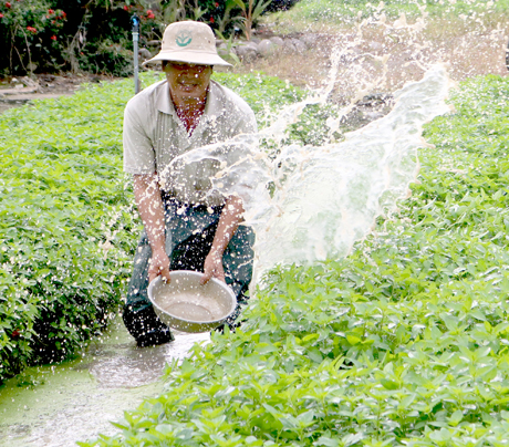 Để có được ruộng rau xanh tốt, năng suất cao, người nông dân phải một nắng hai sương, chăm sóc từng ngày trong suốt mấy tháng ròng. Trong ảnh: Chú Ba Đào (xã Thạnh Phú) đang tưới nước cho rau.