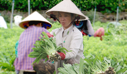Những công việc “ăn theo” sản xuất rau màu như: Nhổ cỏ, thu hoạch… góp phần tạo việc làm cho lao động nông nhàn ở nông thôn, nhất là phụ nữ.