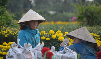 Những chậu hoa được gói kỹ trước khi chuyển lên xe đi về TP.Hồ Chí Minh