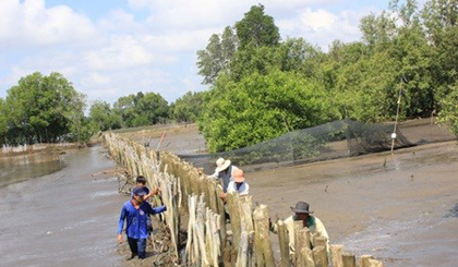 Residents of Vam Ray commune erect a wooden fence to protect the mangrove forest in Kien Giang province (Photo: VNA)