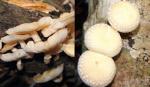 New shiitake mushroom species found in Vietnam