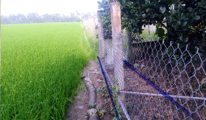 Đường nước rộng 2 m nằm phía trong rào lưới (phải) đã bị hộ ông Hồng san lấp  thành vườn của gia đình.