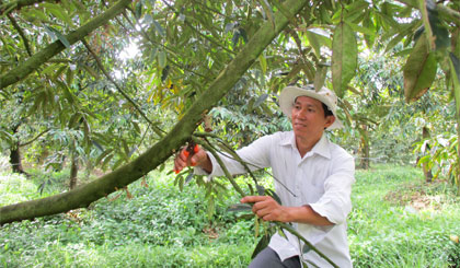 Anh Nguyễn Văn Phương chăm sóc vườn sầu riêng sau thu hoạch.