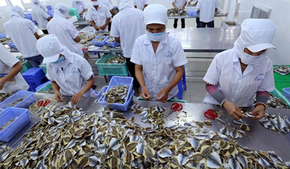 Fish being processed at An Lac Tra Vinh Seafood Co Ltd before export to the EU (Photo: VNA)