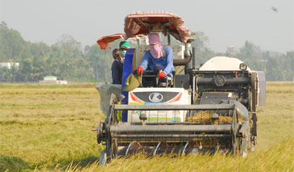Tranh thủ trời nắng, nhân công thu hoạch lúa đông xuân cho nông dân.