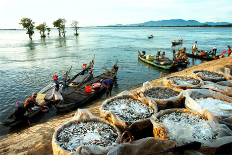 Sản lượng thủy sản của vùng chiếm 50% cả nước, nhiều nhất ở các tỉnh Cà Mau, Bạc Liêu, Kiên Giang và An Giang. Ảnh: Huỳnh Phúc Hậu