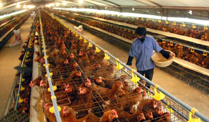  Chickens raised for breast exports to Japan are raised in an integrated model abiding by partners' strict standards. (Image for illustration)