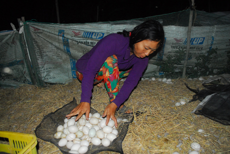 Chị Nguyễn Thị Thu nhặt trứng vịt vào buổi sáng sớm.