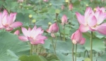 Dong Thap Muoi - The land of pink lotus