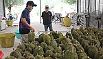 Scare durian fetches high prices