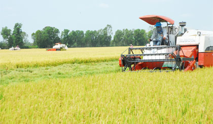 Thu hoạch lúa trên cánh đồng lớn ở xã Hậu Mỹ Trinh, huyện Cái Bè. Ảnh: Nguyễn Sự