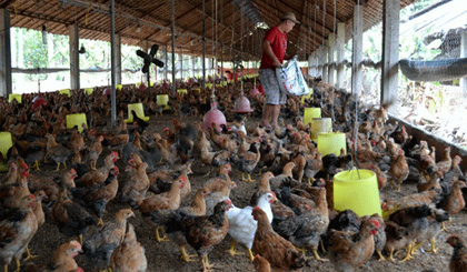 Dong Nai prepares to vaccinate about 20 million chickens against influenza viruses. (Credit: danviet.vn)
