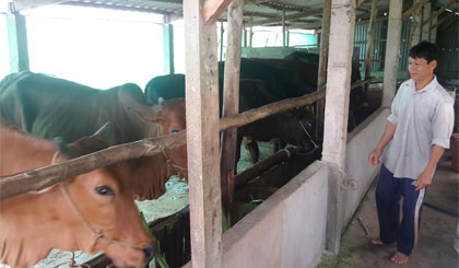 Dự án chăn nuôi bò ở xã Long Vĩnh.