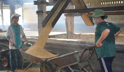 Thủ tướng yêu cầu không đưa nhiều quy định phức tạp trong xuất khẩu gạo. Ảnh: Vân Anh