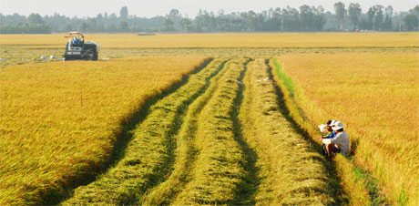 Chọn lúa chất lượng cao để tái cơ cấu nền nông nghiệp.