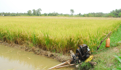 Nước vẫn dồi dào trên ruộng lúa ở xã Tân Đi