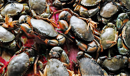 Ca Mau sea crabs (Photo: camau.gov.vn)