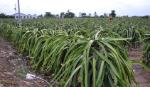 To promptly implement the project of development specialized dragon fruit production area