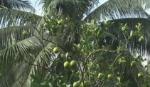 The model of alternate planting tangerine with coconut gets high economic effect