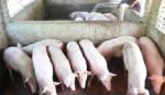 Ministries discuss measures to deal with oversupply of pork