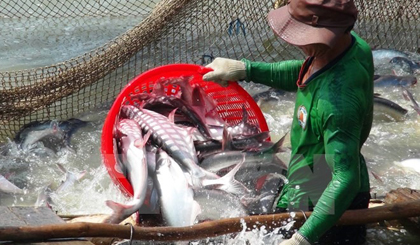 A surge in tra prices has sent farmers in the Cửu Long (Mekong) Delta rushing to breed the fish.