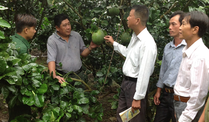 Hội CCB xã Đạo Thạnh (TP. Mỹ Tho) hướng dẫn kỹ thuật trồng  bưởi da xanh ruột hồng cho hội viên.