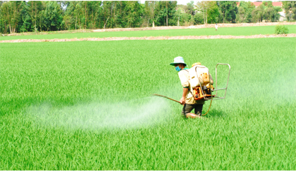 Nông dân phun thuốc trừ bệnh hại lúa tại huyện Cái Bè.