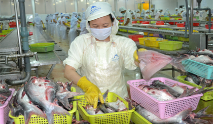 Trung Quốc trở thành thị trường tiêu thụ cá tra lớn của Việt Nam.