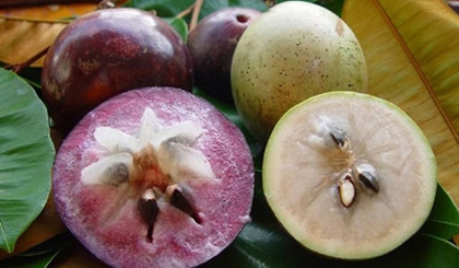 Fresh star apple is the fifth fruit from Vietnam to penetrate the US market.