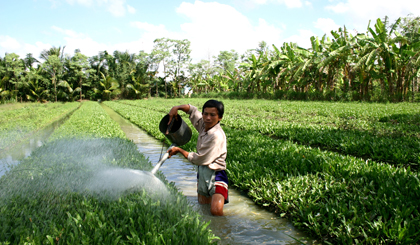 Nông dân xã Phước Thạnh thành công với mô hình trồng rau an toàn.