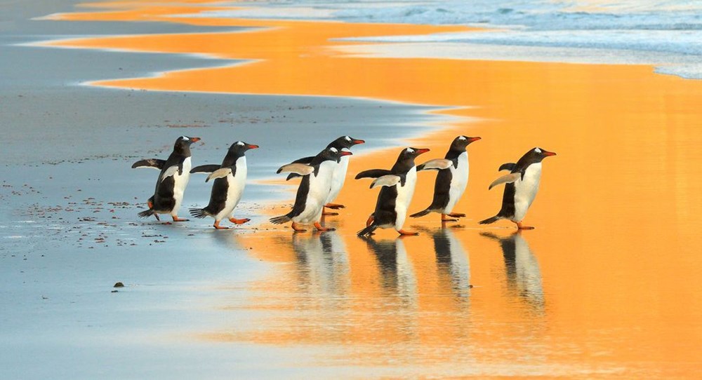 Một đàn chim cánh cụt gentoo đi qua bãi biển lúc mặt trời mọc trên đảo Saunders, hòn đảo lớn thứ tư trên quần đảo Falkland. (Nguồn: NatGeo)