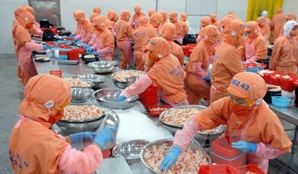 Shrimp processing for export (Source: VNA)