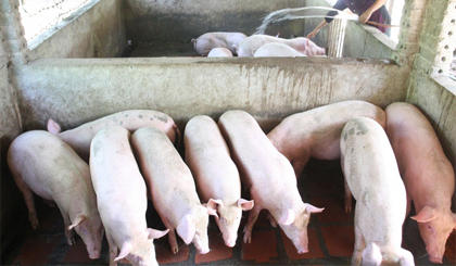 Vietnam’s pork output has now far exceeded domestic demand, causing prices to fall drastically.