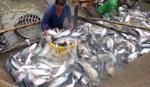 Fishery output exceeds 1 million tonnes in four months