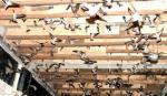 More than 5,100 swiftlet houses being built