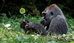 Viet Nam takes action to save primates